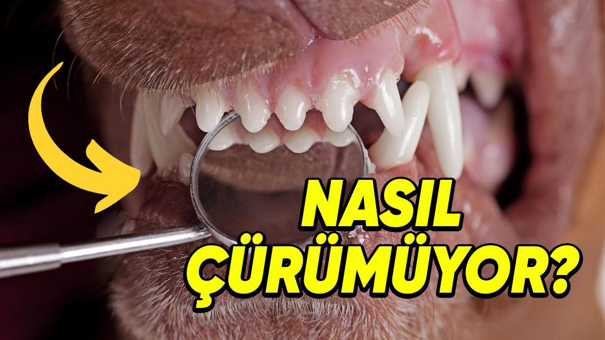 Dişlerini Bir Kez Bile Fırçalamayan Hayvanlar Nasıl Oluyor da Çürüklerle Karşı Karşıya Kalmıyor?