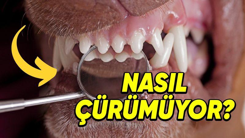 Dişlerini Bir Kez Bile Fırçalamayan Hayvanlar Nasıl Oluyor da Çürüklerle Karşı Karşıya Kalmıyor?