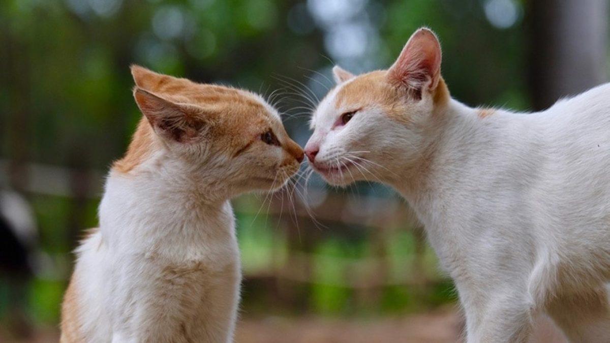 Kedilerin Bu Kadar İyi Koku Almalarını Sağlayan, Bilmediğimiz İkinci Bir Burunları Var