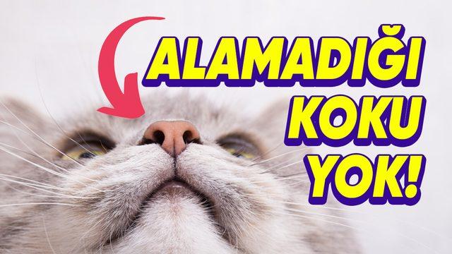 Kedilerin Bu Kadar İyi Koku Almalarını Sağlayan, Bilmediğimiz İkinci Bir Burunları Var