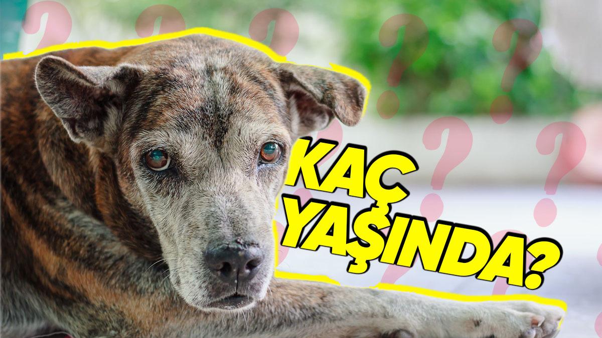 1 İnsan Yılı Gerçekten 7 Köpek Yılı mı? Köpeğimizin Yaşını Nasıl Hesaplarız?