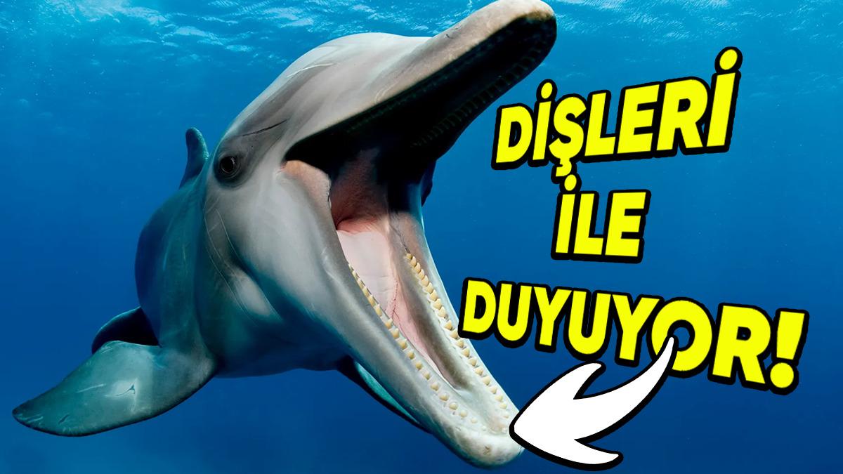 Yunuslar Nasıl Oluyor da Dişleriyle Duyabiliyor? Evet, Bildiğiniz Dişleriyle...