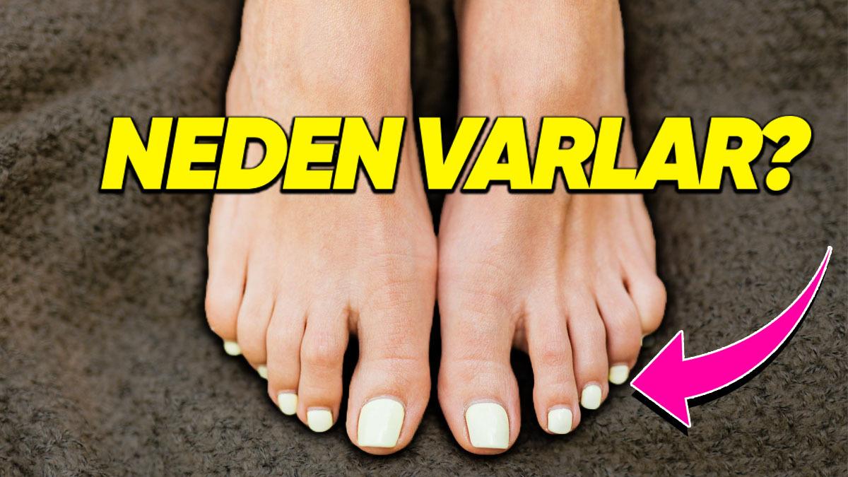 Ellerimiz Neyse de Ayaklarımızda Neden Tırnaklar Var? (Olmamaları Büyük Sıkıntı)