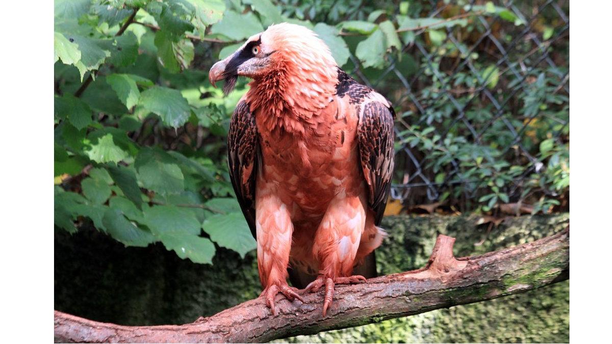 Bazı Akbabaların Kendini Enteresan Bir Şekilde Kırmızıya Boyamasının Ardındaki Bilimin Hâlâ Tartıştığı 2 Sebep