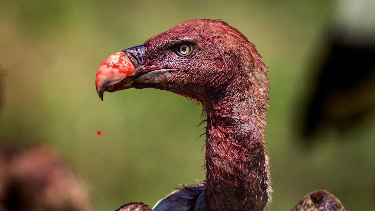 Bazı Akbabaların Kendini Enteresan Bir Şekilde Kırmızıya Boyamasının Ardındaki Bilimin Hâlâ Tartıştığı 2 Sebep