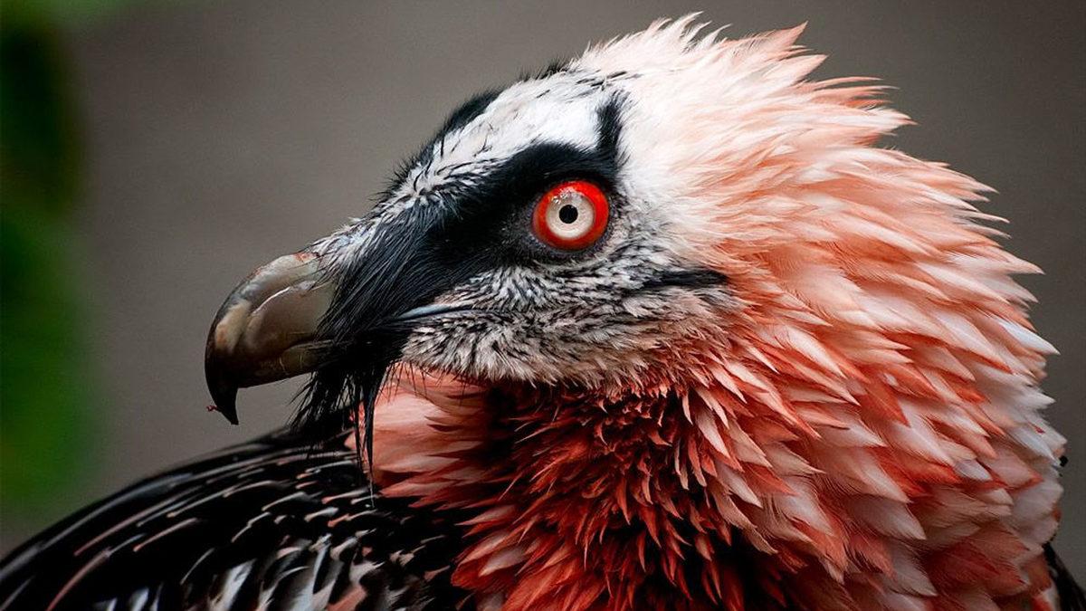 Bazı Akbabaların Kendini Enteresan Bir Şekilde Kırmızıya Boyamasının Ardındaki Bilimin Hâlâ Tartıştığı 2 Sebep