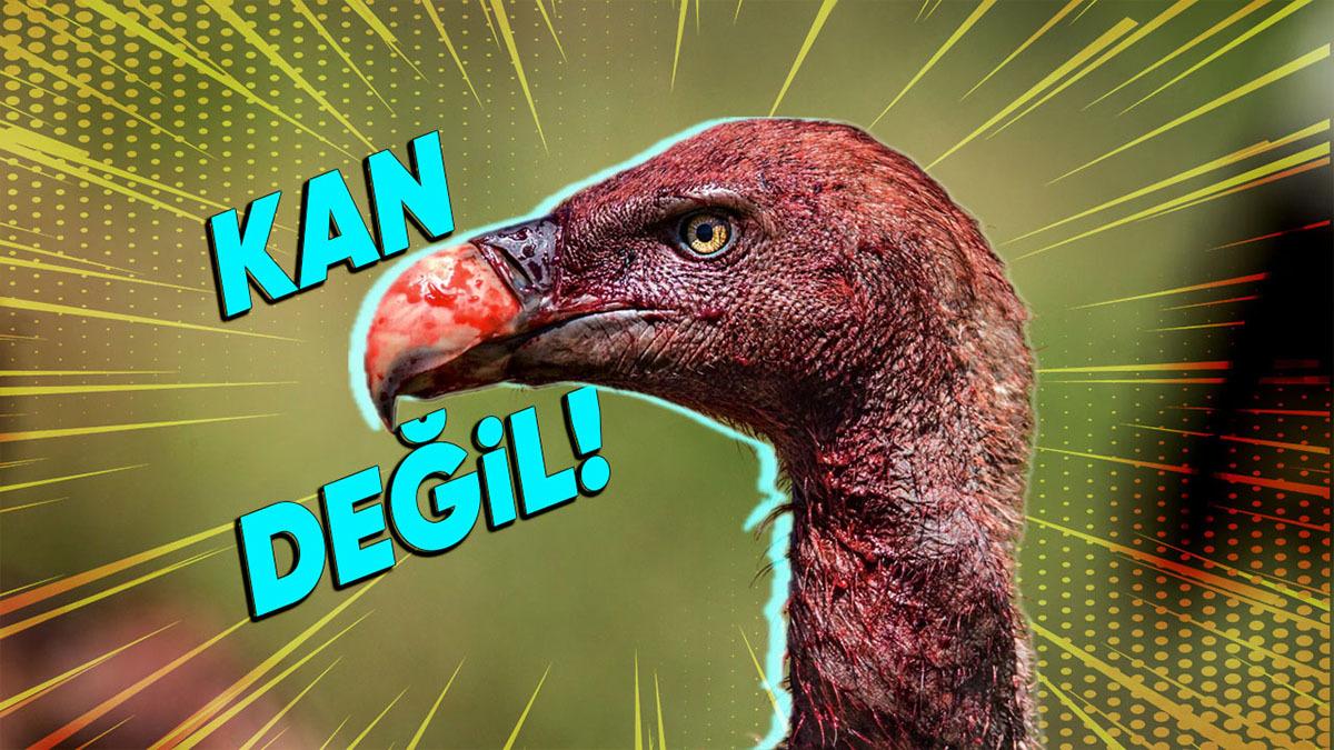 Bazı Akbabaların Kendini Enteresan Bir Şekilde Kırmızıya Boyamasının Ardındaki Bilimin Hâlâ Tartıştığı 2 Sebep