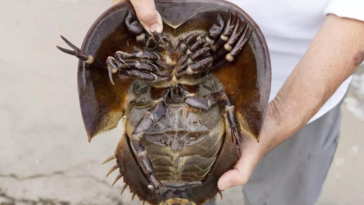 Kanlarının Litresi 15.000 Dolardan Satılan At Nalı Yengeçlerini Bu Kadar Kıymetli ve Eşsiz Yapan Ne?