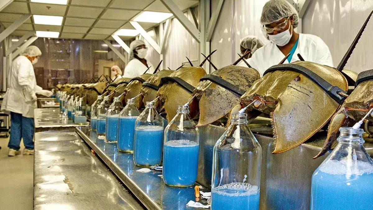 Kanlarının Litresi 15.000 Dolardan Satılan At Nalı Yengeçlerini Bu Kadar Kıymetli ve Eşsiz Yapan Ne?