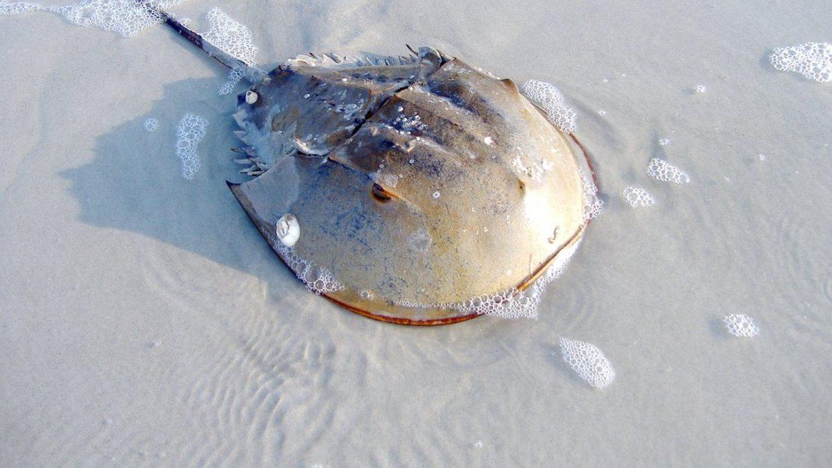 Kanlarının Litresi 15.000 Dolardan Satılan At Nalı Yengeçlerini Bu Kadar Kıymetli ve Eşsiz Yapan Ne?