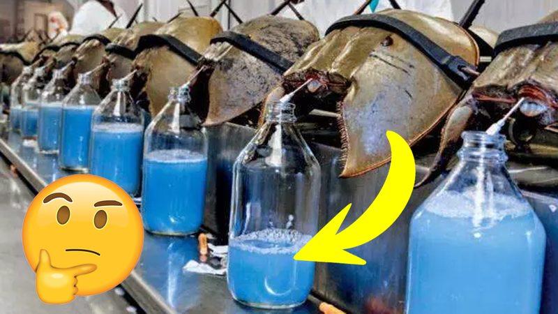 Kanlarının Litresi 15.000 Dolardan Satılan At Nalı Yengeçlerini Bu Kadar Kıymetli ve Eşsiz Yapan Ne?