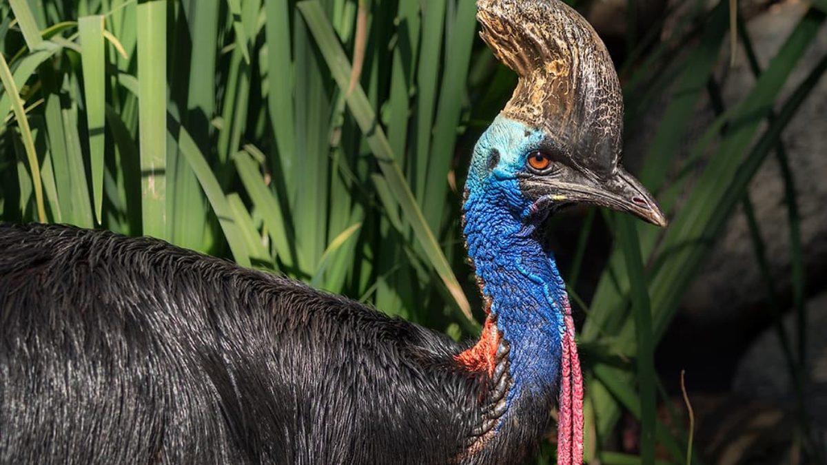 ’Dünyanın En Tehlikeli Kuşu’ Ünvanını Elinde Tutan Cassowary’lere Dair Ürkütücü Detaylar: Sahibine Saldırıp Öldürmüşlüğü Var!
