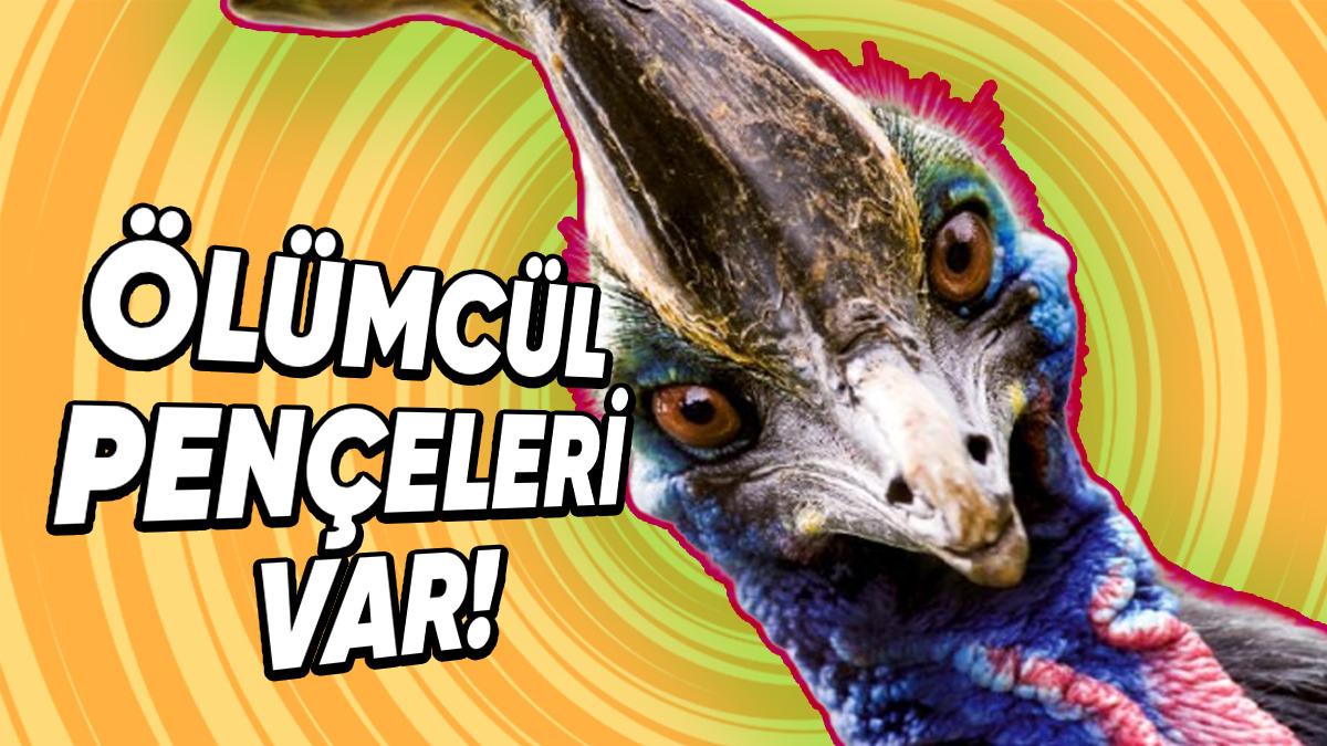 ’Dünyanın En Tehlikeli Kuşu’ Ünvanını Elinde Tutan Cassowary’lere Dair Ürkütücü Detaylar: Sahibine Saldırıp Öldürmüşlüğü Var!