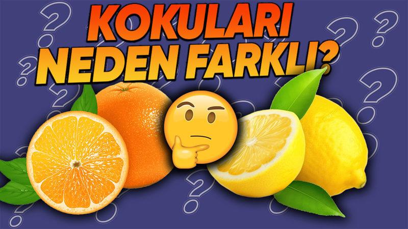 Aynı Familyadan Olmalarına Rağmen Limon ve Portakalın Birbirlerinden Tamamen Farklı Kokuda Olmalarının İlginç Sebebi