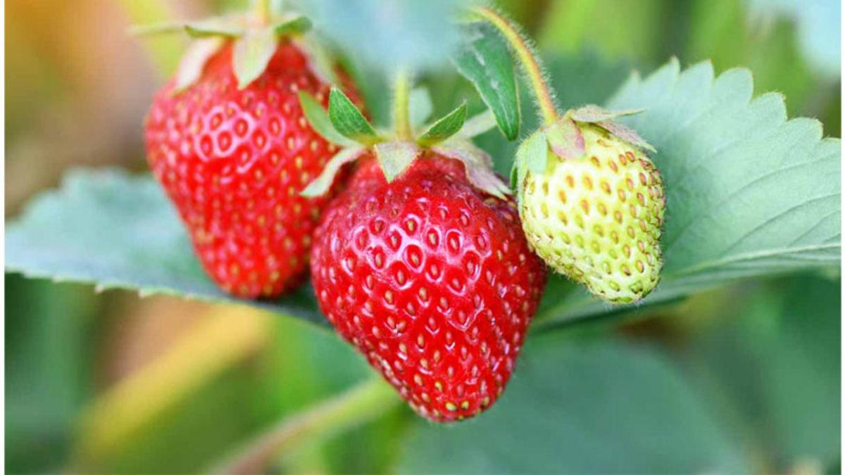 Muz Gibi Bazı Meyvelerin Toplandıktan Sonra Bile Hâlâ Olgunlaşmaya Devam Etmesinin Çok Mantıklı Bulacağınız Sebebi