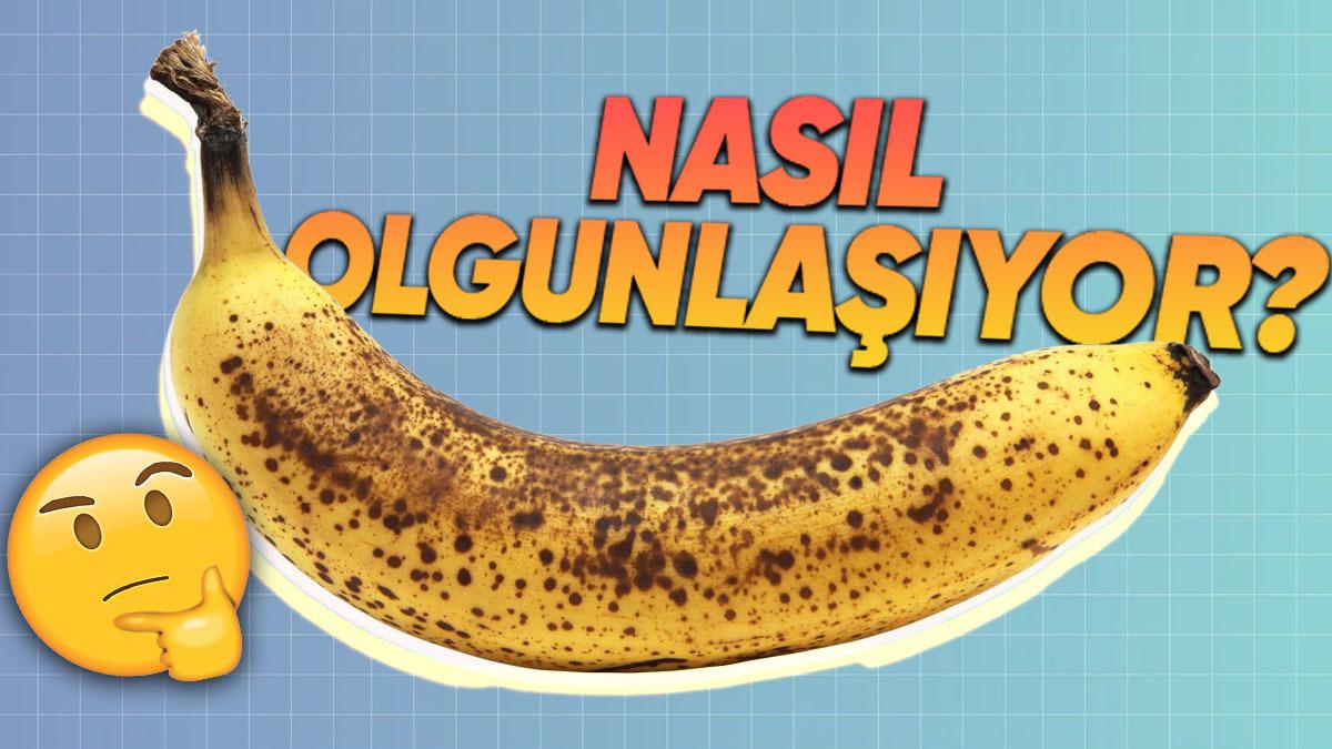 Muz Gibi Bazı Meyvelerin Toplandıktan Sonra Bile Hâlâ Olgunlaşmaya Devam Etmesinin Çok Mantıklı Bulacağınız Sebebi