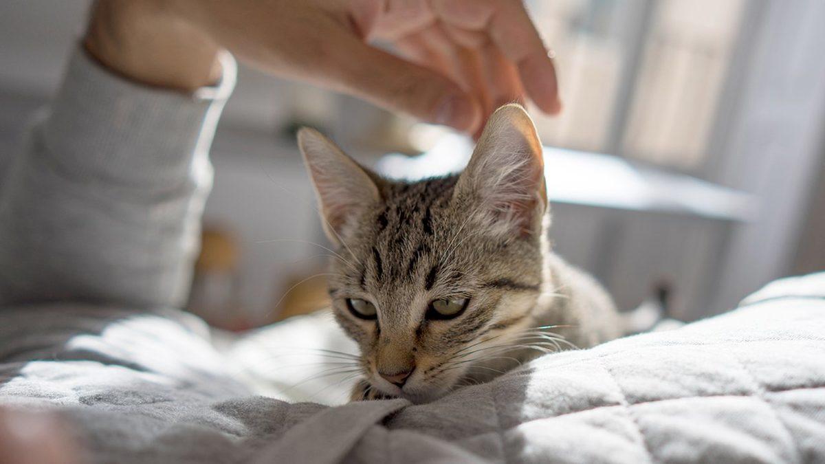 Tam Bir Temas Bağımlıları: Kediler Neden Üstümüze Yatarak Uyumayı Bu Kadar Çok Seviyor?