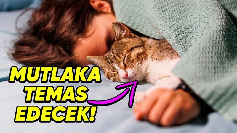 Tam Bir Temas Bağımlıları: Kediler Neden Üstümüze Yatarak Uyumayı Bu Kadar Çok Seviyor?