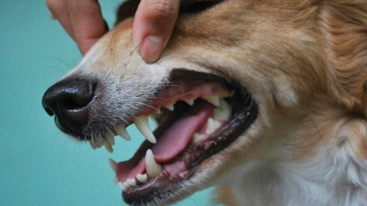 Köpeklerde En Yaygın Görülen Sağlık Problemleri: Siz Farkında Olmasanız da Acı Çekiyor Olabilirler!