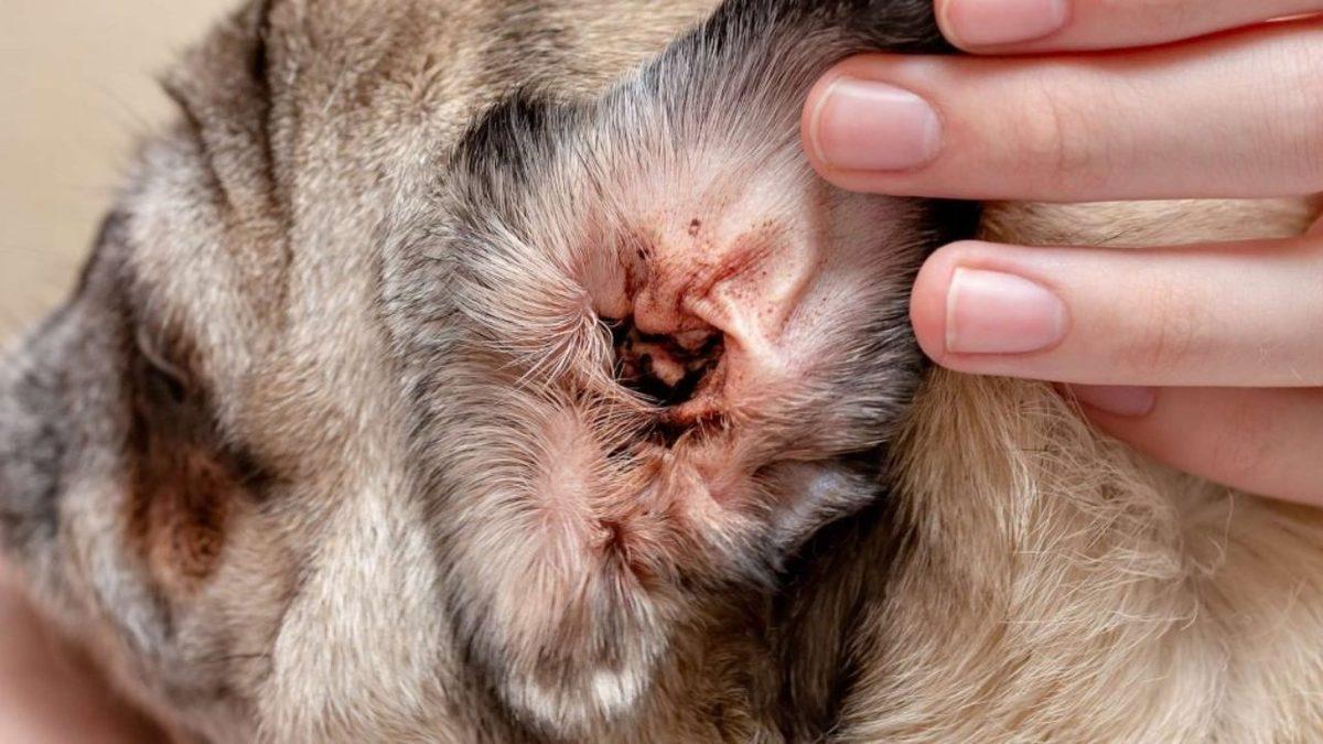 Köpeklerde En Yaygın Görülen Sağlık Problemleri: Siz Farkında Olmasanız da Acı Çekiyor Olabilirler!