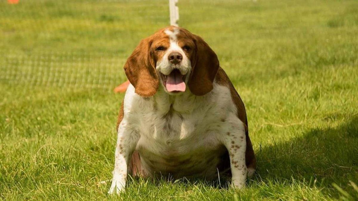 Köpeklerde En Yaygın Görülen Sağlık Problemleri: Siz Farkında Olmasanız da Acı Çekiyor Olabilirler!