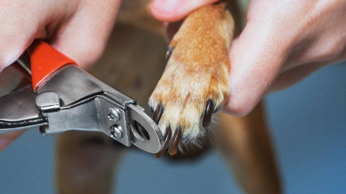 Köpeklerde En Yaygın Görülen Sağlık Problemleri: Siz Farkında Olmasanız da Acı Çekiyor Olabilirler!