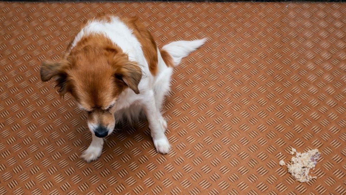 Köpeklerde En Yaygın Görülen Sağlık Problemleri: Siz Farkında Olmasanız da Acı Çekiyor Olabilirler!