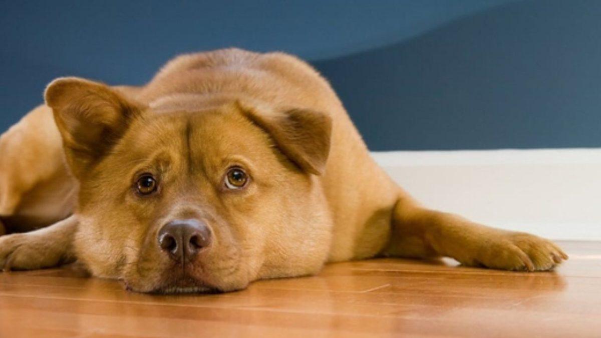 Köpeklerde En Yaygın Görülen Sağlık Problemleri: Siz Farkında Olmasanız da Acı Çekiyor Olabilirler!