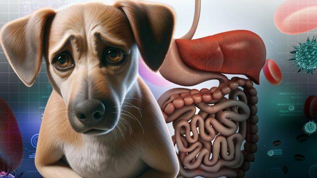 Köpeklerde En Yaygın Görülen Sağlık Problemleri: Siz Farkında Olmasanız da Acı Çekiyor Olabilirler!