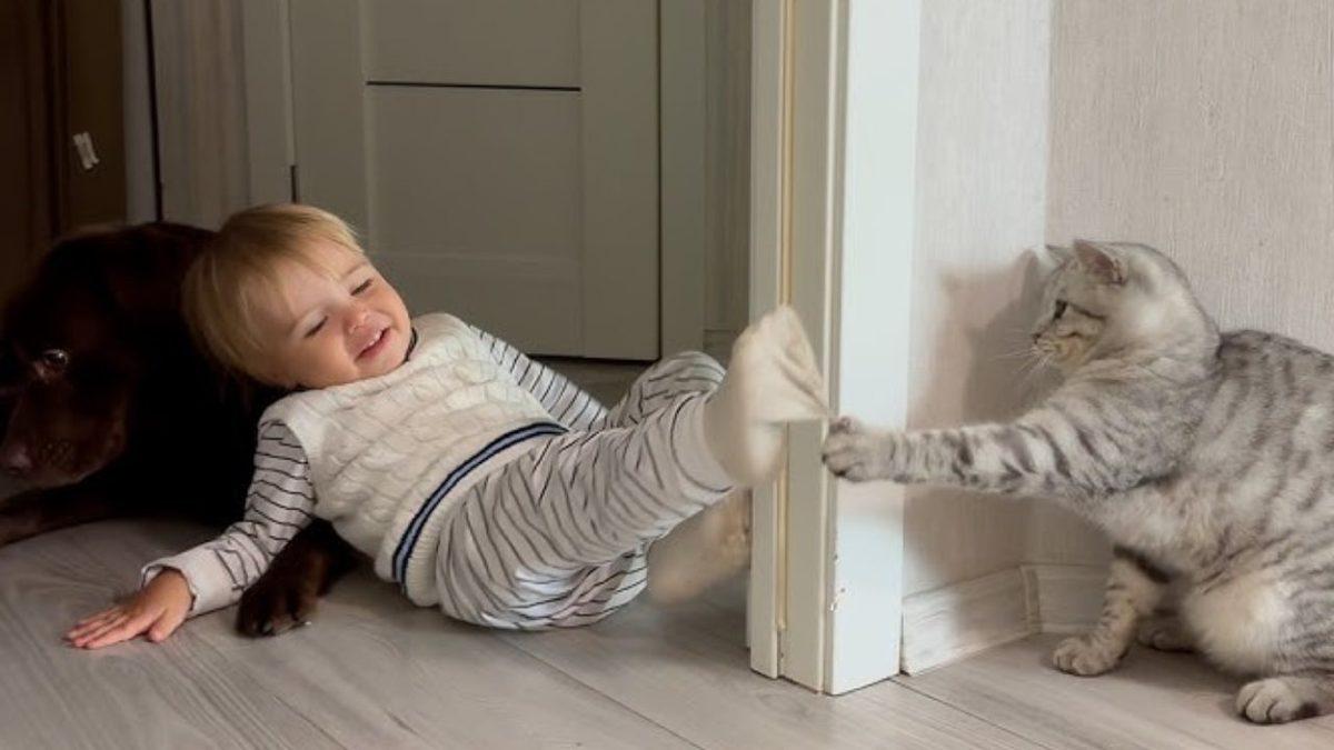 Bilime Göre Kediler veya Köpekler mi Daha Zeki ve Becerikli Yoksa Bebekler mi?