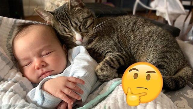 Bilime Göre Kediler veya Köpekler mi Daha Zeki ve Becerikli Yoksa Bebekler mi?