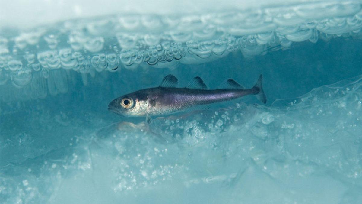 -30 Derecelere Ulaşan Kutup Denizlerindeki Balıkların Donmalarını Engelleyerek Kendine Hayran Bıraktıran Özellikleri