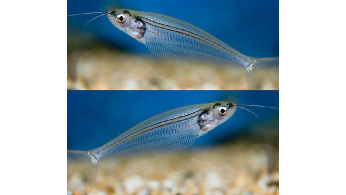 -30 Derecelere Ulaşan Kutup Denizlerindeki Balıkların Donmalarını Engelleyerek Kendine Hayran Bıraktıran Özellikleri