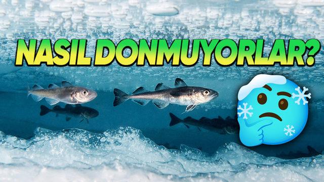 -30 Derecelere Ulaşan Kutup Denizlerindeki Balıkların Donmalarını Engelleyerek Kendine Hayran Bıraktıran Özellikleri