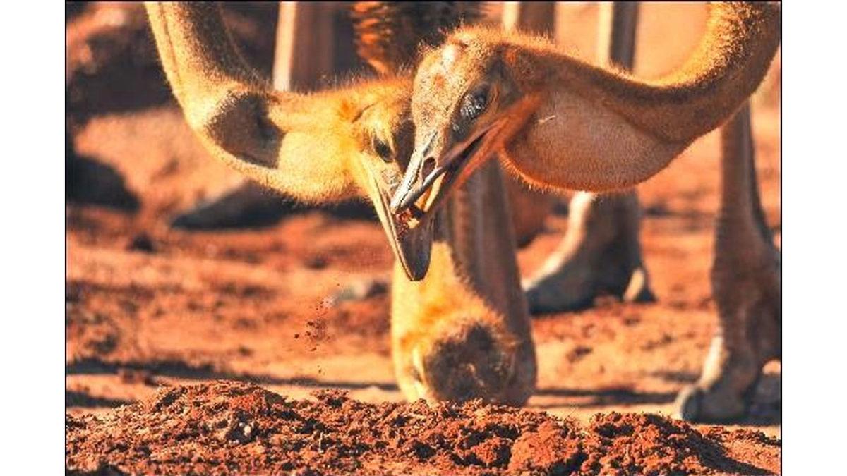 Deve Kuşlarının Çerez Yer Gibi ’Taş Yemesinin’ Onlar İçin Hayati Olan Sebebi