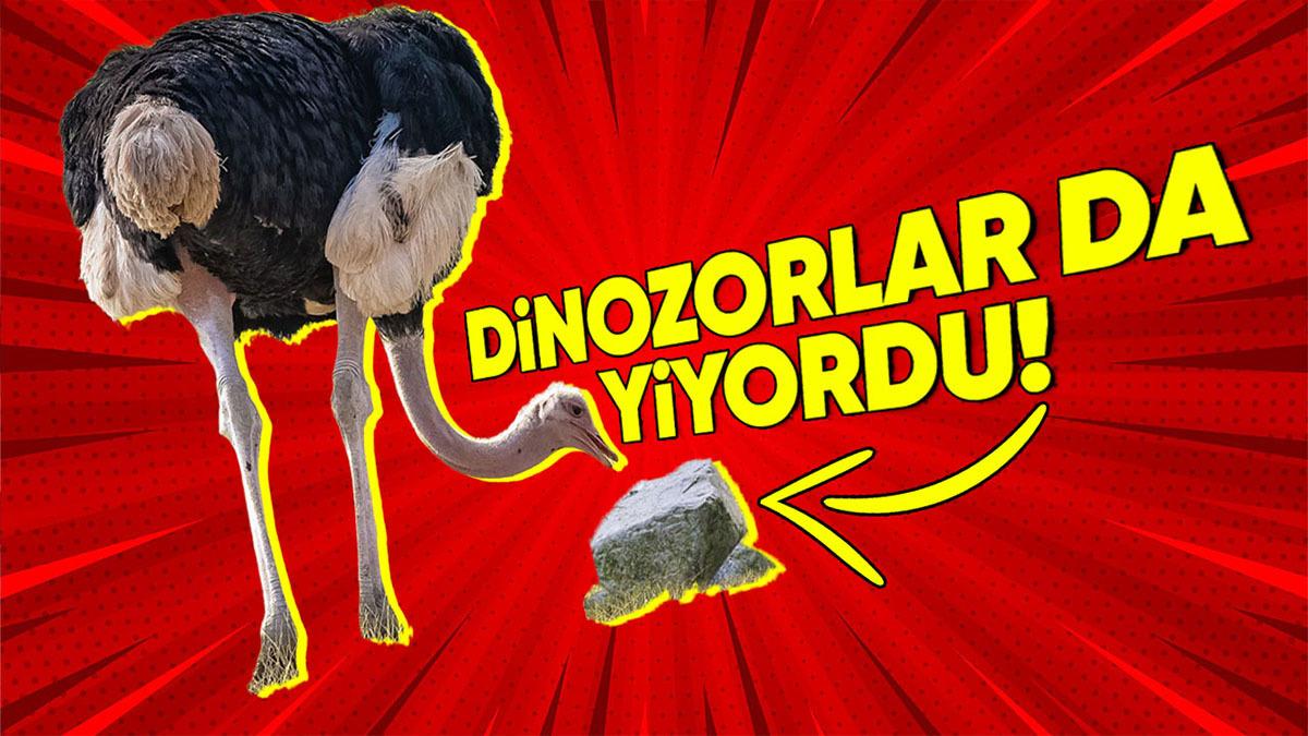 Deve Kuşlarının Çerez Yer Gibi ’Taş Yemesinin’ Onlar İçin Hayati Olan Sebebi