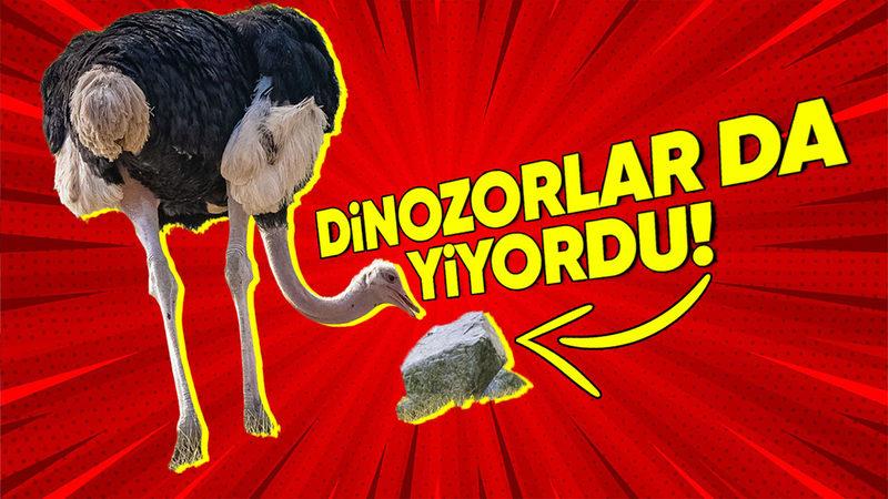 Deve Kuşlarının Çerez Yer Gibi ’Taş Yemesinin’ Onlar İçin Hayati Olan Sebebi