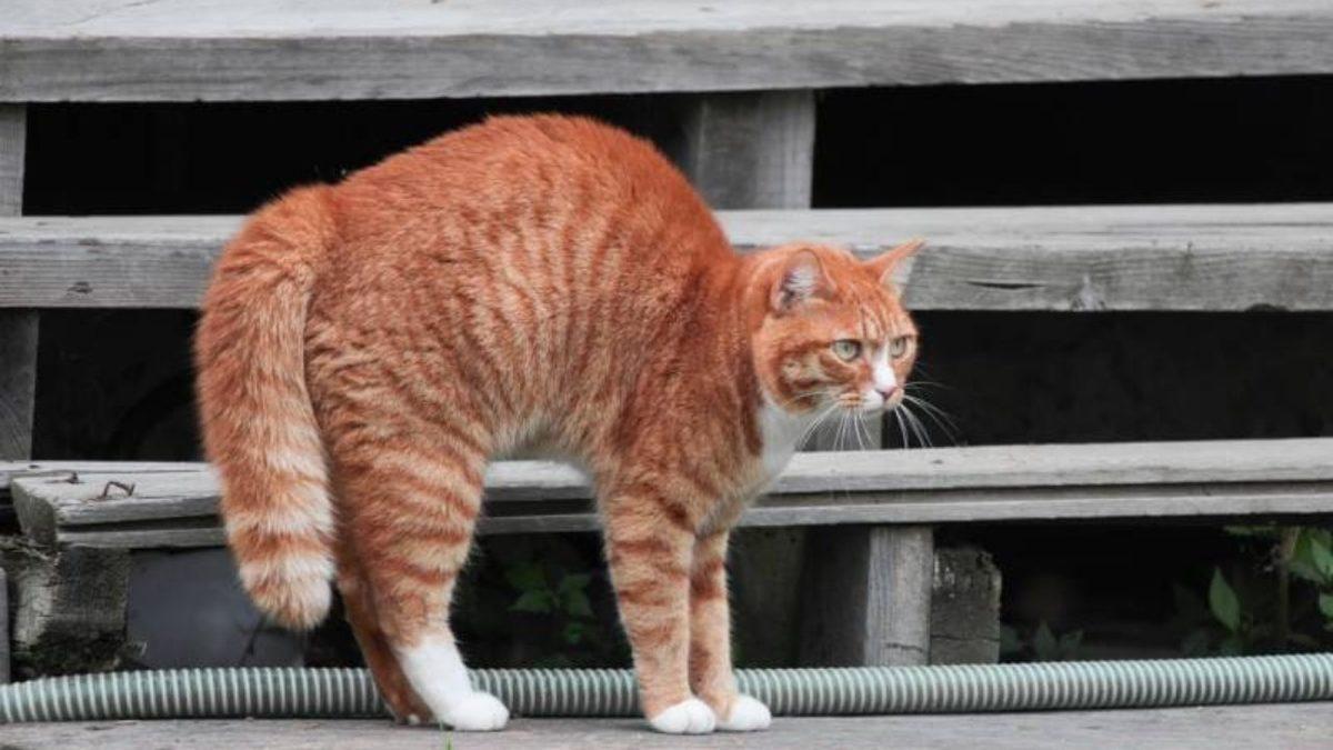 Kedilerin Sırtlarını Kamburlaştırıp Kabartmalarının Arkasındaki Tuhaf Sebepler (İpucu: Korkmuyorlar)