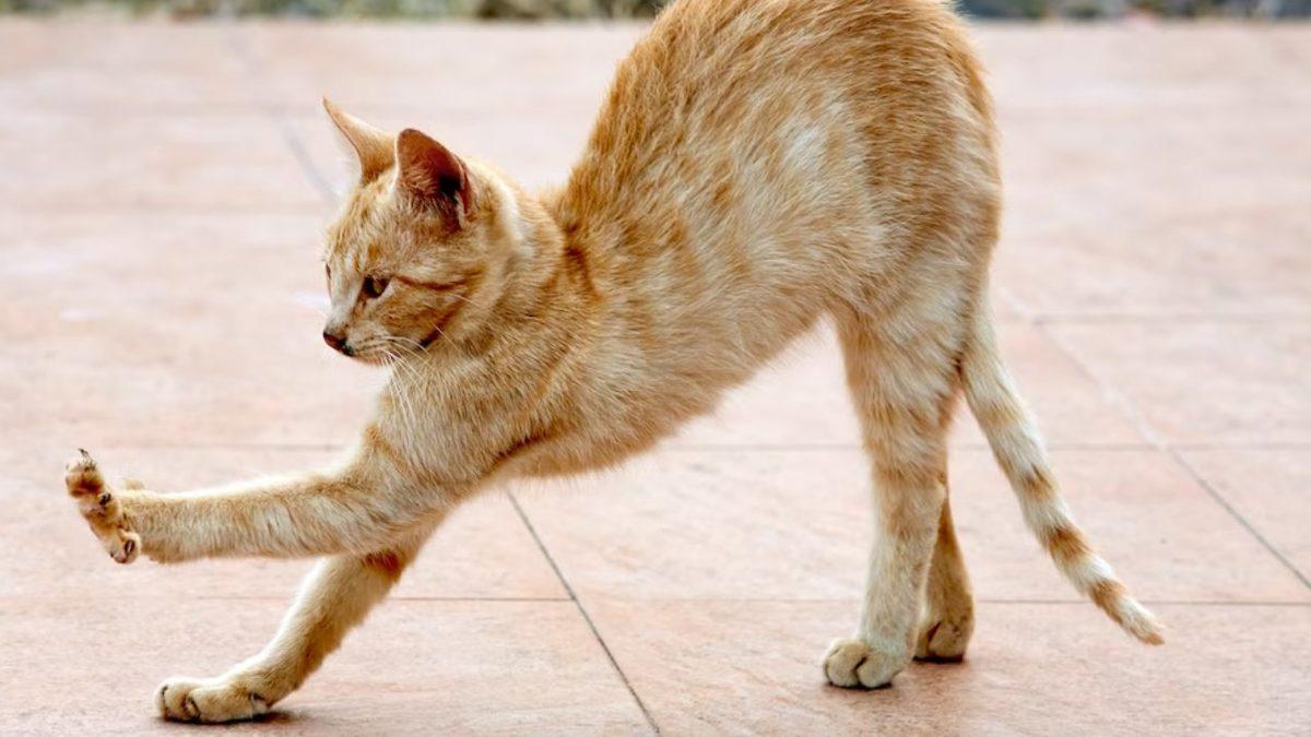 Kedilerin Sırtlarını Kamburlaştırıp Kabartmalarının Arkasındaki Tuhaf Sebepler (İpucu: Korkmuyorlar)
