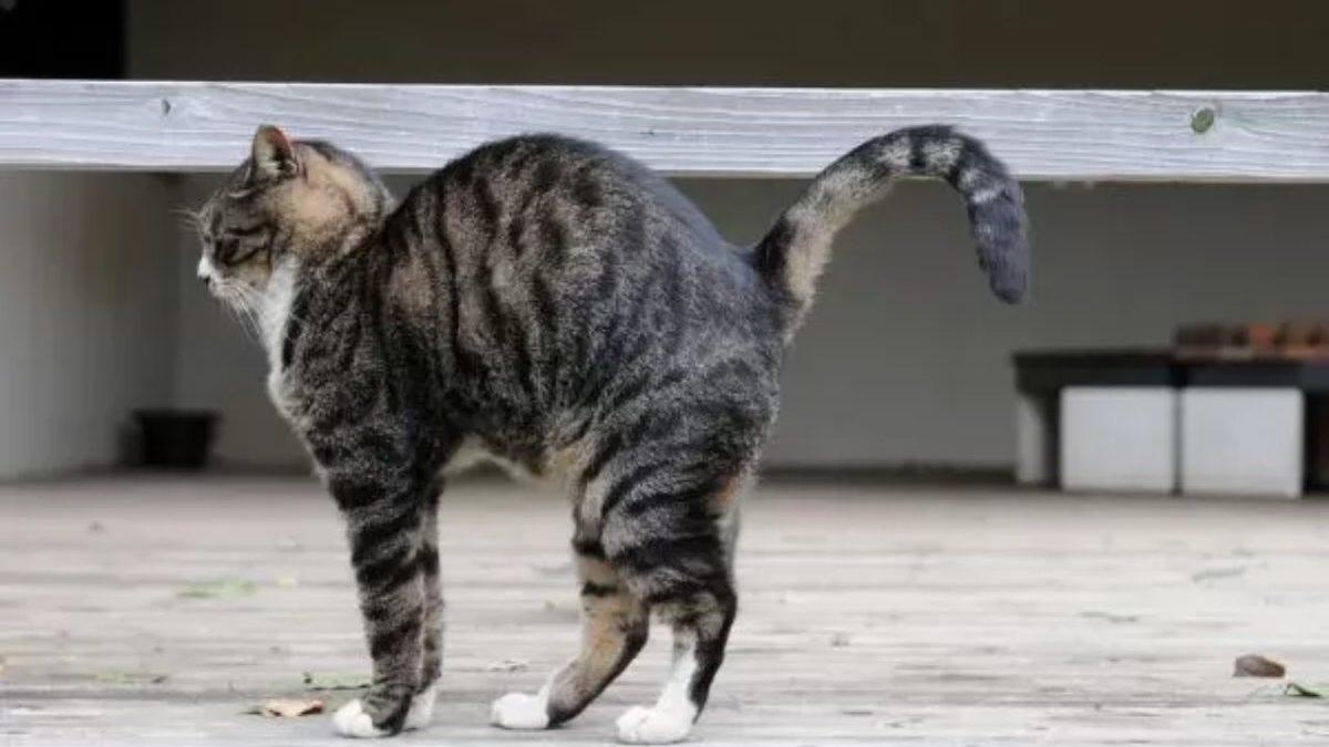 Kedilerin Sırtlarını Kamburlaştırıp Kabartmalarının Arkasındaki Tuhaf Sebepler (İpucu: Korkmuyorlar)