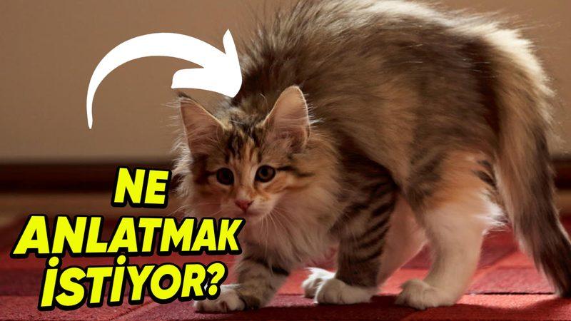 Kedilerin Sırtlarını Kamburlaştırıp Kabartmalarının Arkasındaki Tuhaf Sebepler (İpucu: Korkmuyorlar)