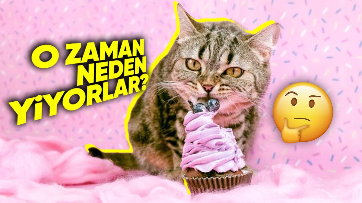 Kedilerin Tatlı Tadını Alamamasının Haklı Nedenleri: Üstelik Memeliler Arasında Sadece Onlar Böyle!