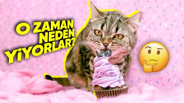 Kedilerin Tatlı Tadını Alamamasının Haklı Nedenleri: Üstelik Memeliler Arasında Sadece Onlar Böyle!