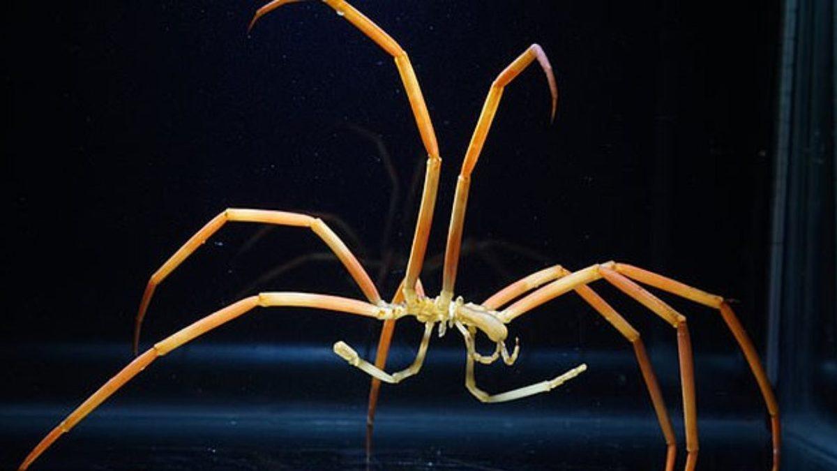 Ne Solungaçları Ne de Akciğerleri Olan Deniz Örümcekleri, Nefes Almayı Nasıl Başarıyor?