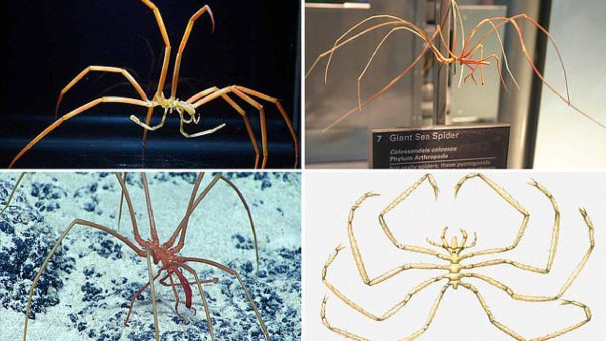 Ne Solungaçları Ne de Akciğerleri Olan Deniz Örümcekleri, Nefes Almayı Nasıl Başarıyor?