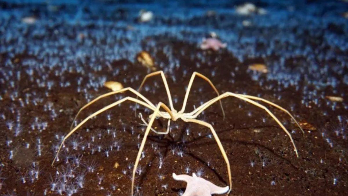 Ne Solungaçları Ne de Akciğerleri Olan Deniz Örümcekleri, Nefes Almayı Nasıl Başarıyor?