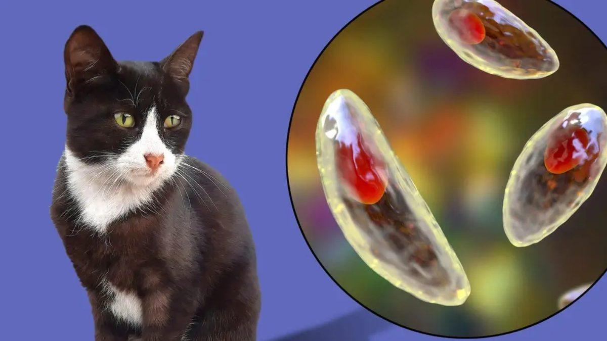 Bilimin Penceresinden Cevapladık: Kedilerin Rahatsızlıkları İnsanlara da Bulaşabilir mi?