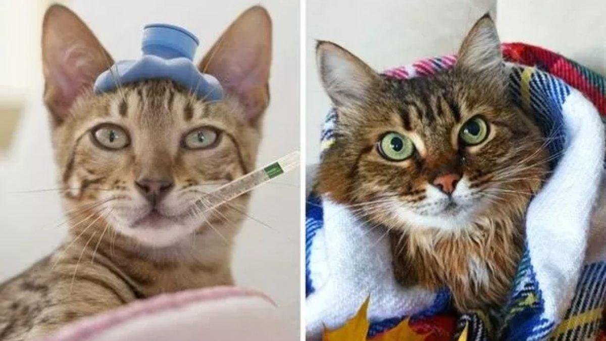 Bilimin Penceresinden Cevapladık: Kedilerin Rahatsızlıkları İnsanlara da Bulaşabilir mi?