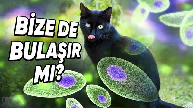 Bilimin Penceresinden Cevapladık: Kedilerin Rahatsızlıkları İnsanlara da Bulaşabilir mi?