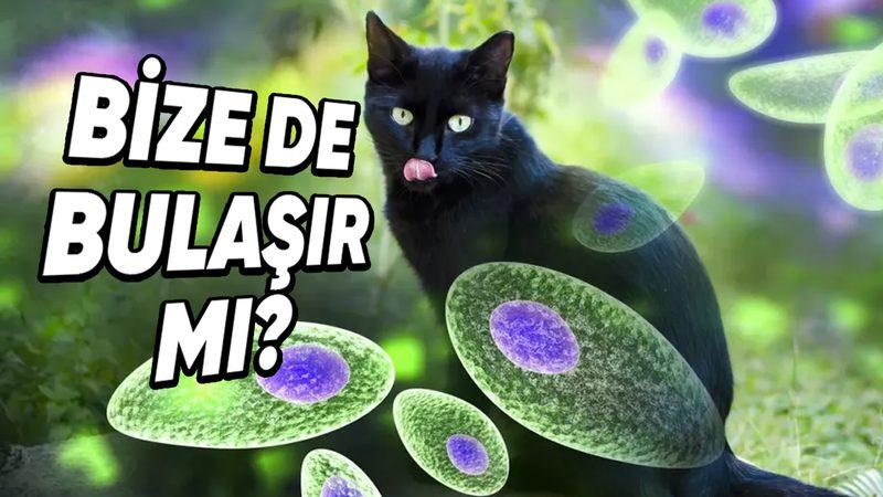 Bilimin Penceresinden Cevapladık: Kedilerin Rahatsızlıkları İnsanlara da Bulaşabilir mi?